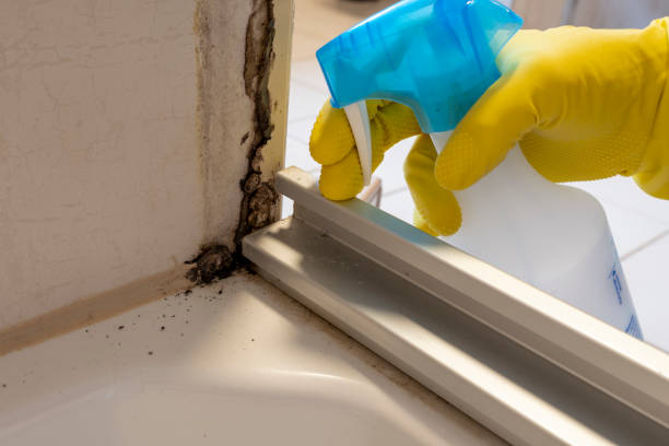 Best Local Mold Removal Service  in Fort Hunt, VA